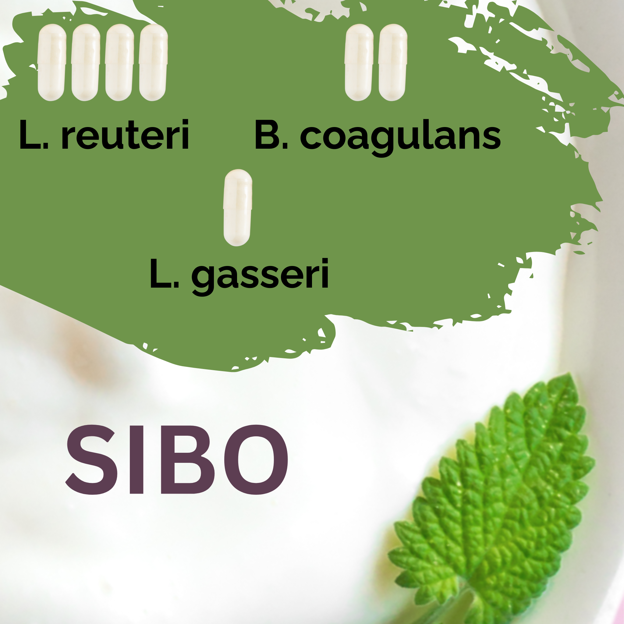 L. reuteri + B. coagulans + L. gasseri | Joghurt Starter Set | SIBO | Starterkulturen | Packung mit 3