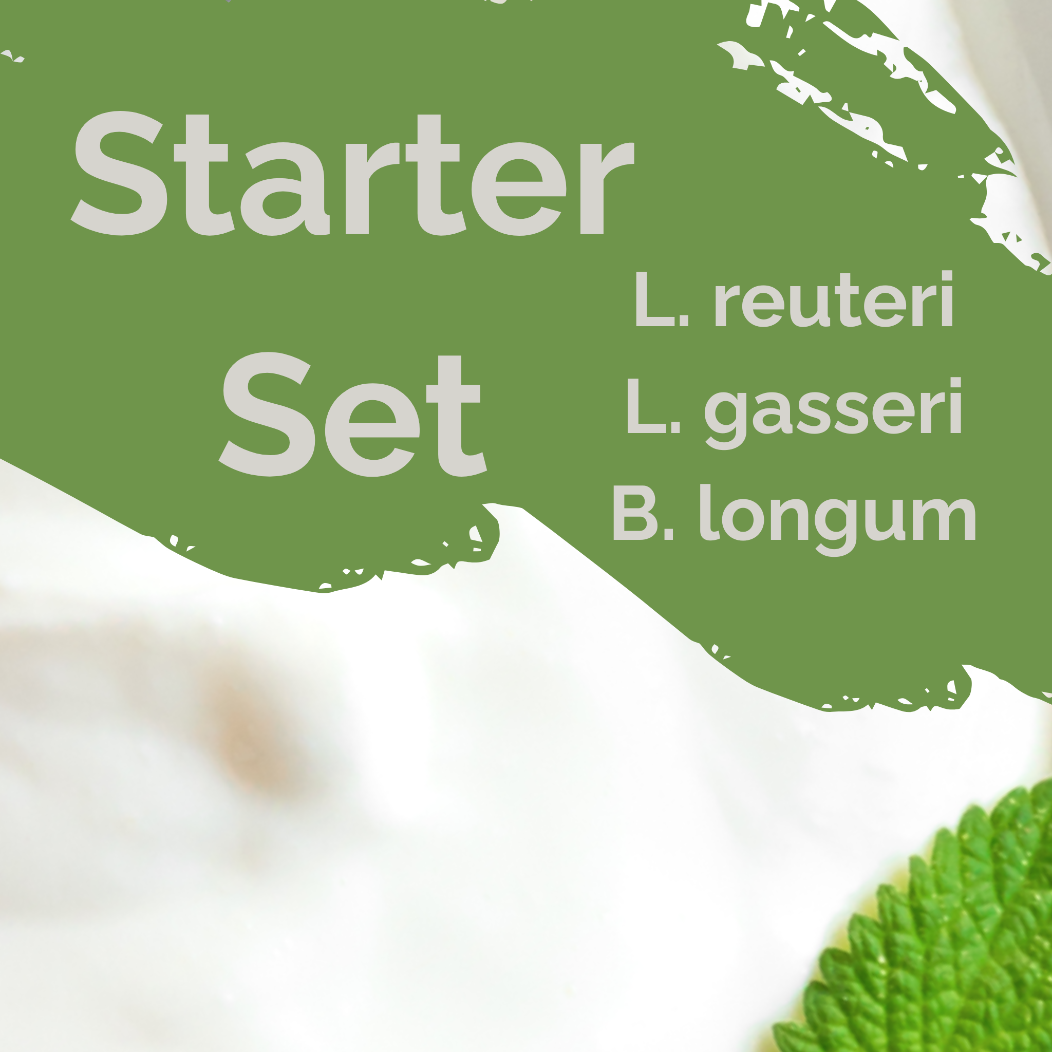 L. reuteri + L. gasseri + B. longum | Joghurt Starter Set | Leichter Darm | Starterkulturen | Packung mit 3